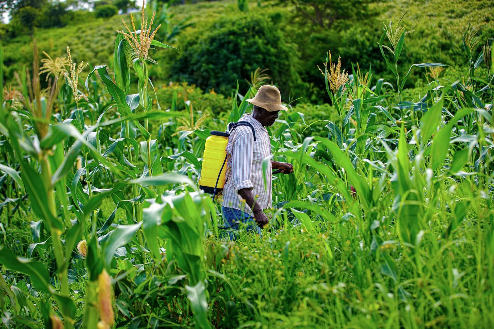 A farmer spraying a maize crop