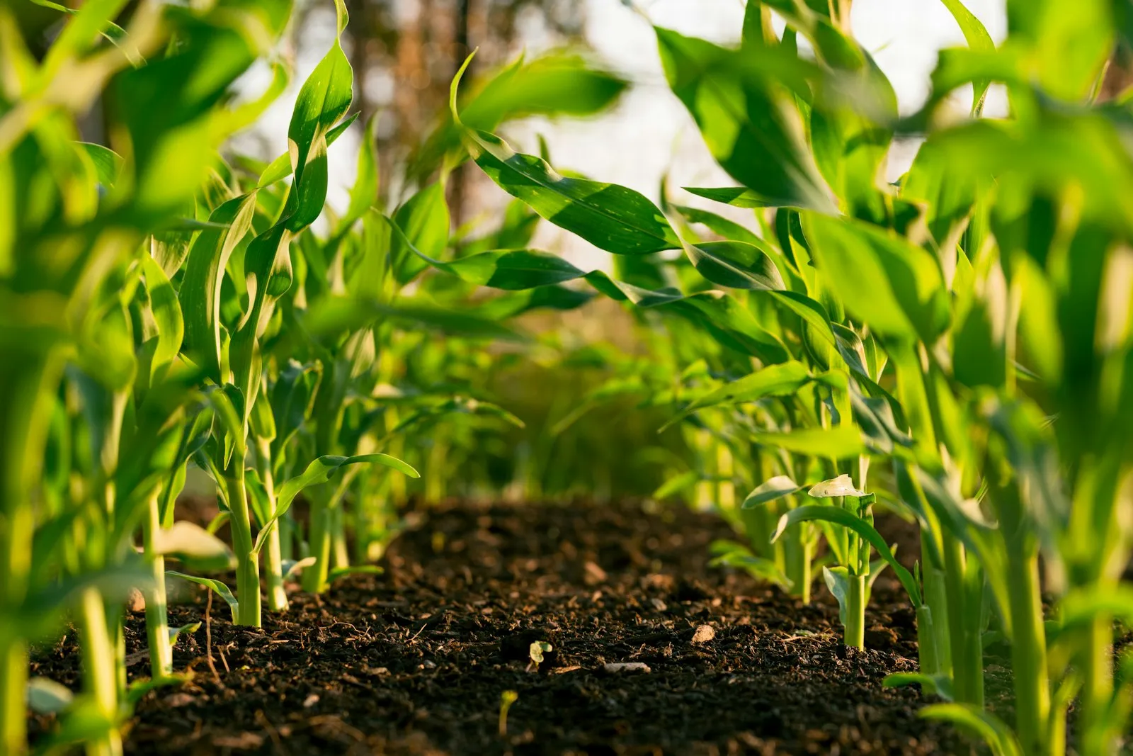 Young maize plants in rich soil